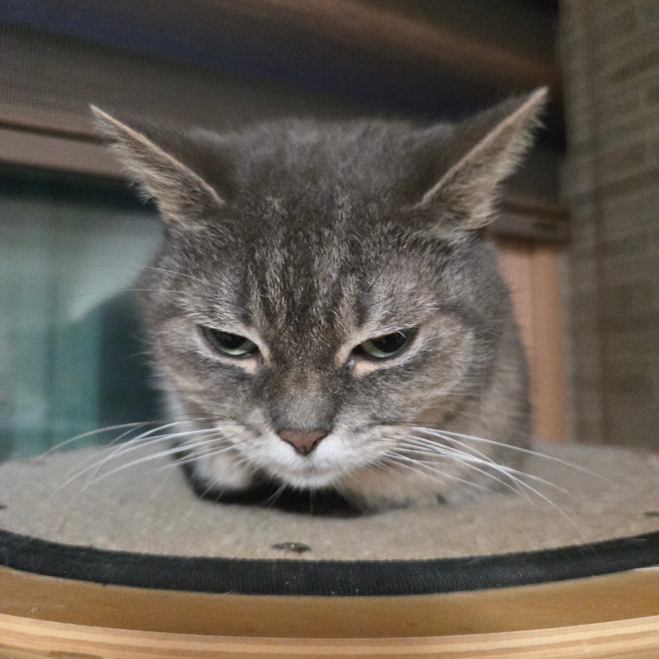 편안한 표정..맞지?🐱