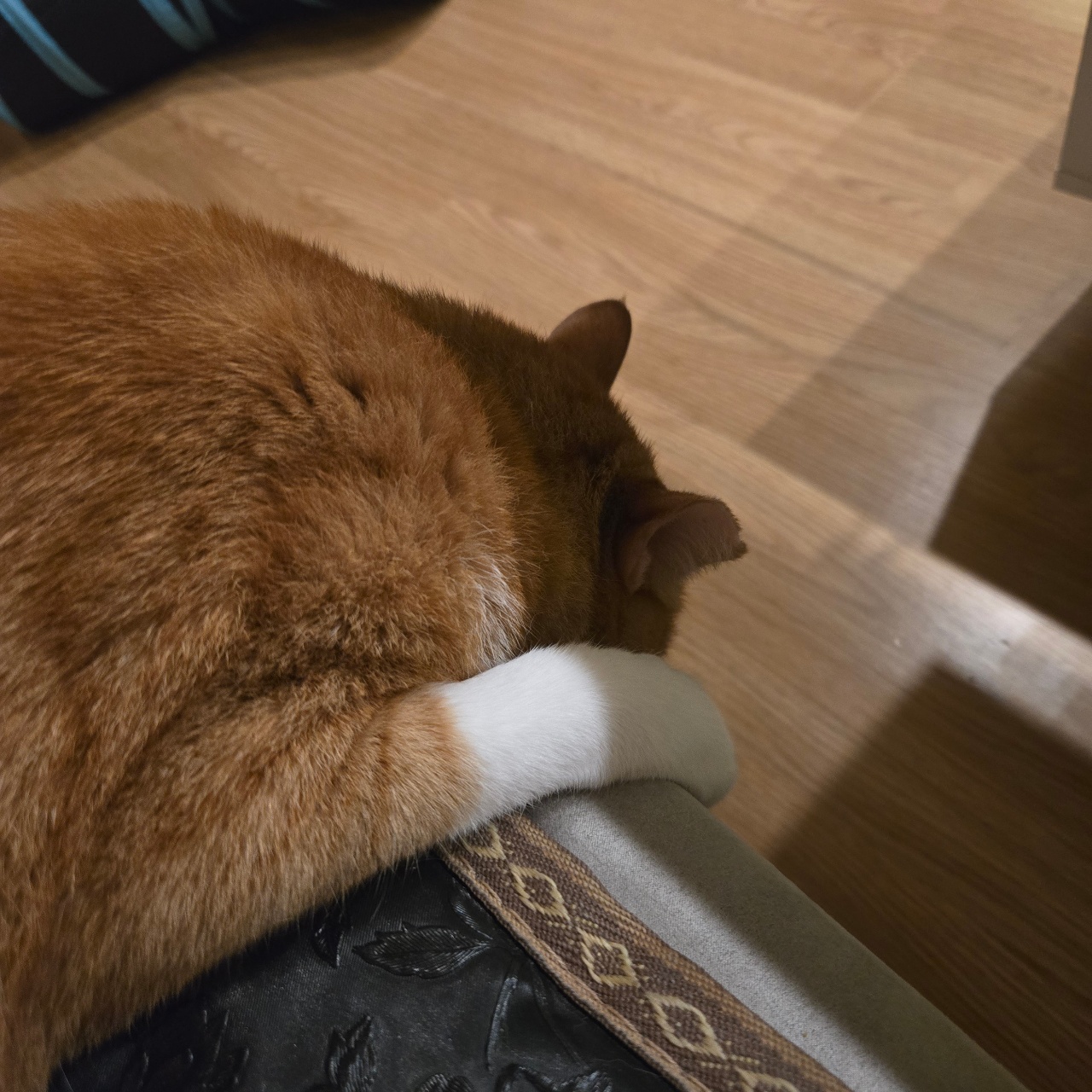 궁팡 준비🐱