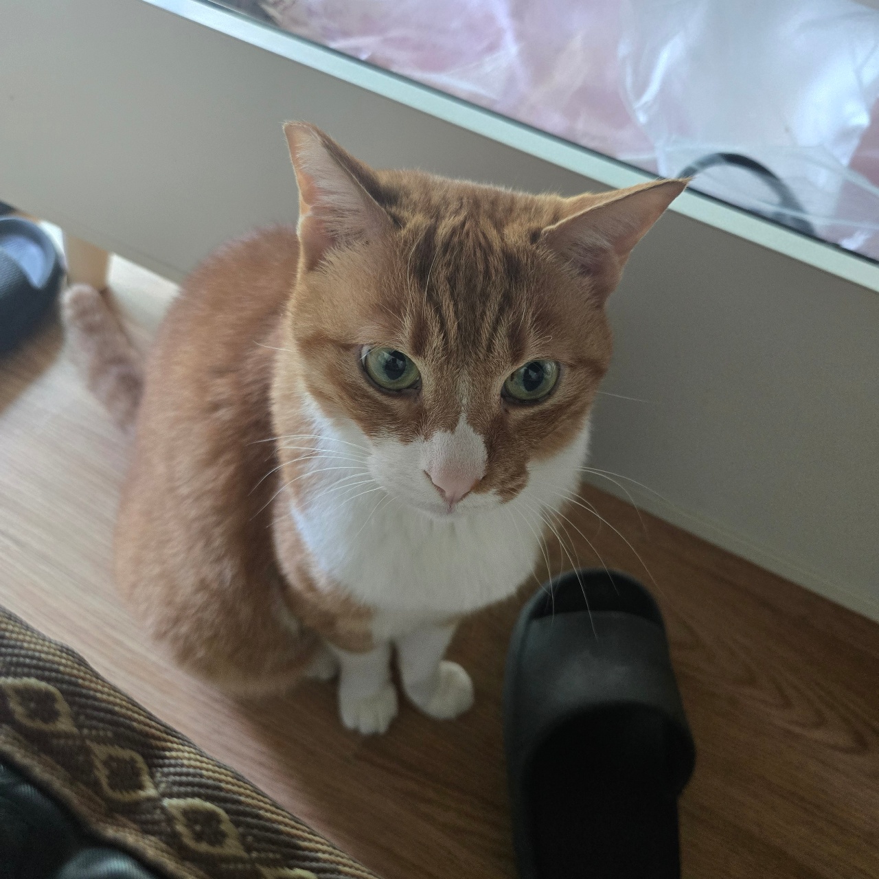 식탁아래 사냥꾼🐱