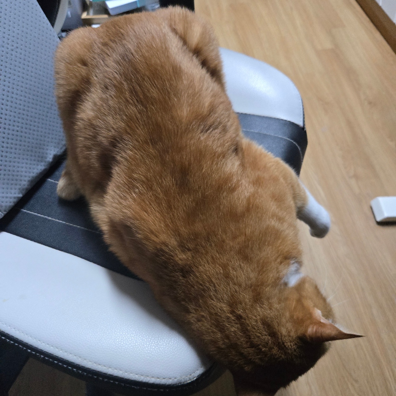 열정의 궁팡포즈🐱