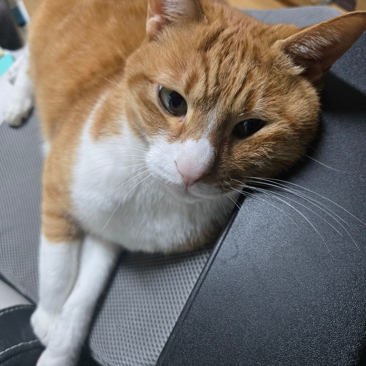 짜부짜부냥🐱