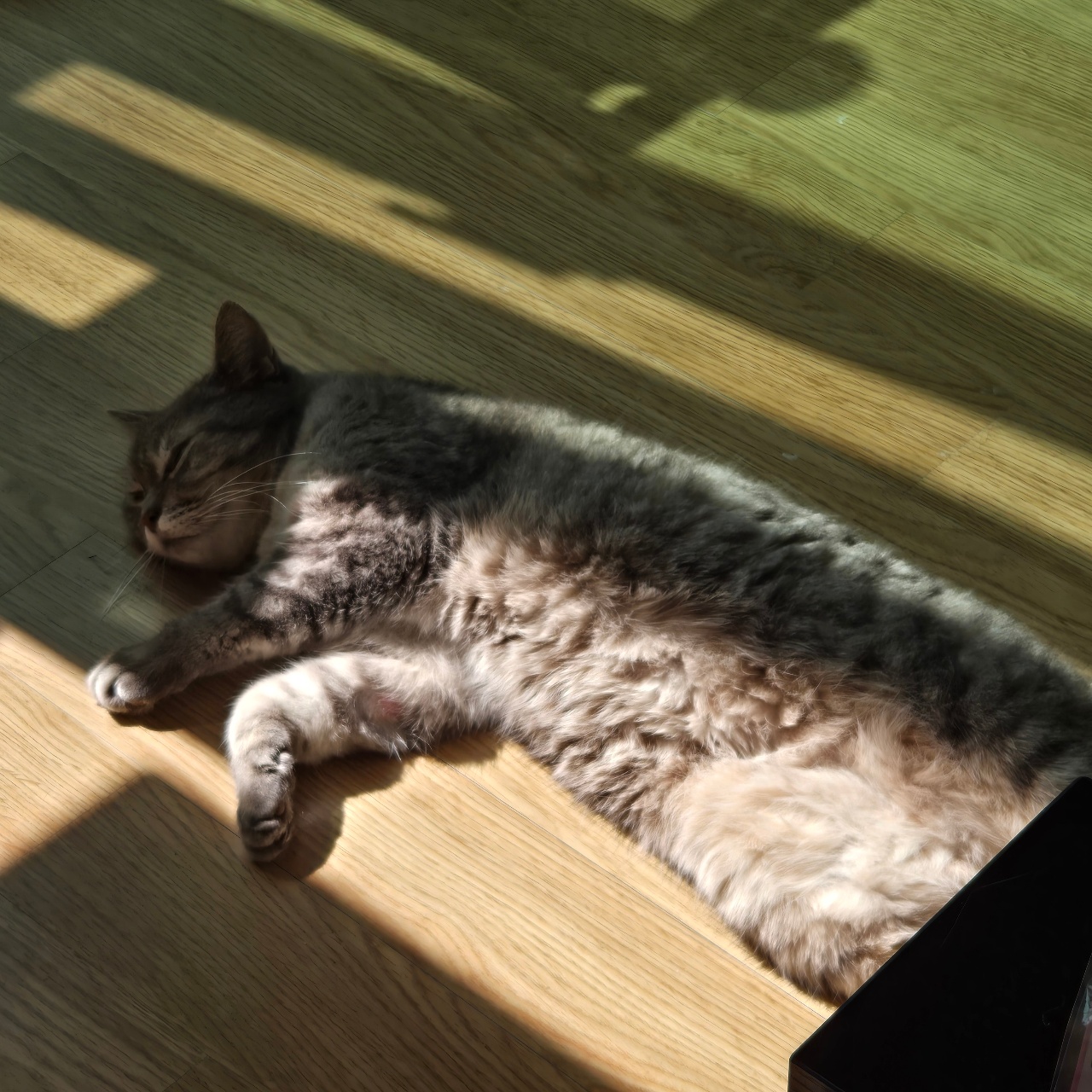 햇살에녹았냥🐱