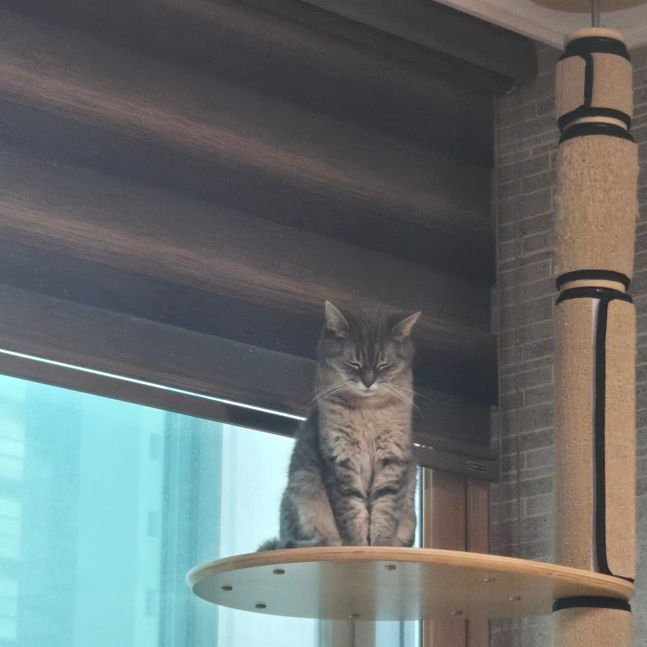 집 안지켜줘도 괜찮아🐱
