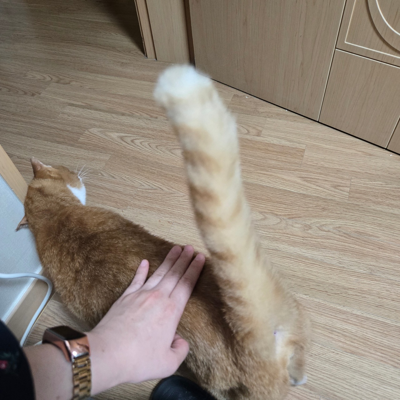 궁팡머신 집사