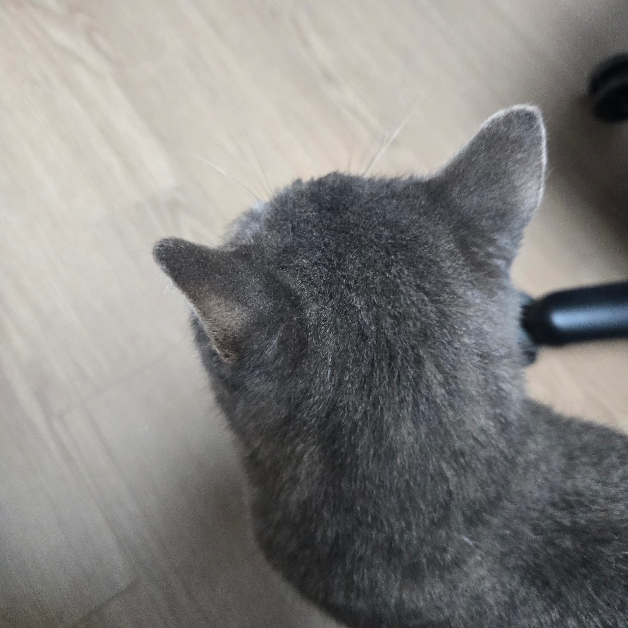 동글동글 냥통수🐱