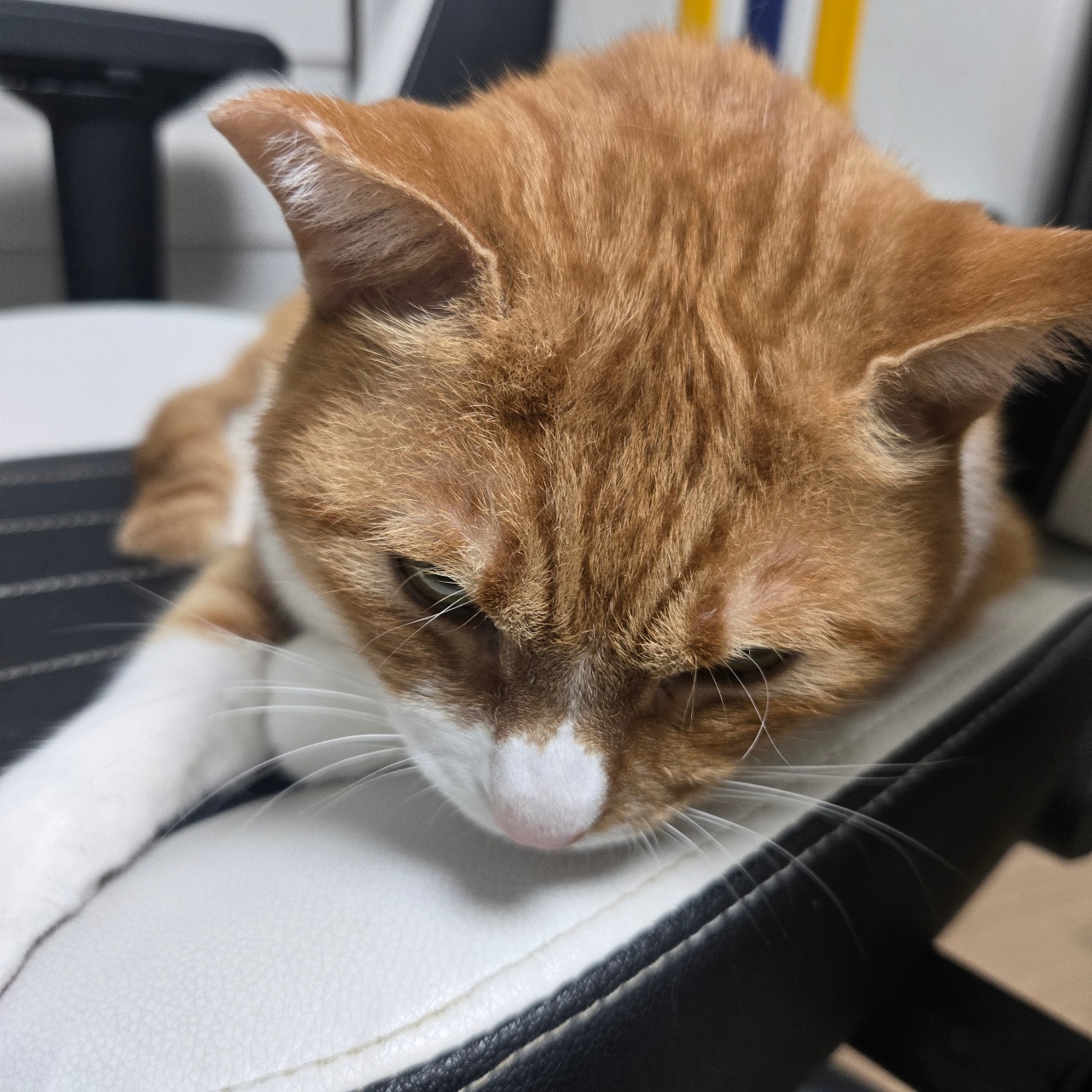 화났냥🐱