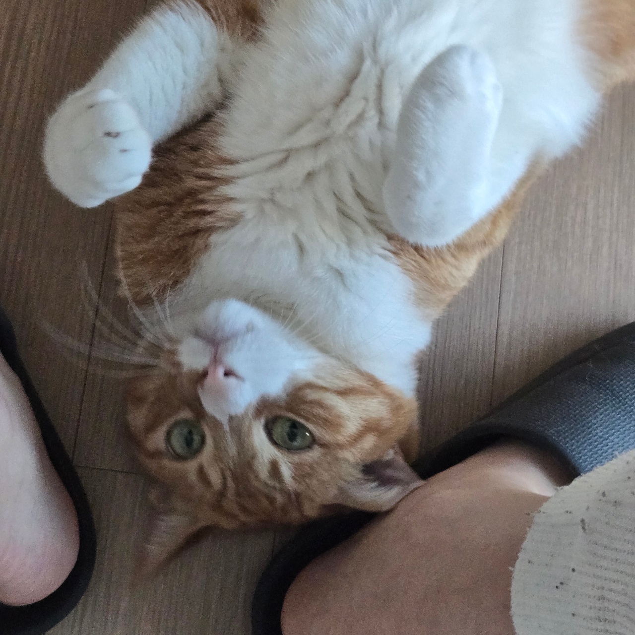발라당 애교쟁이