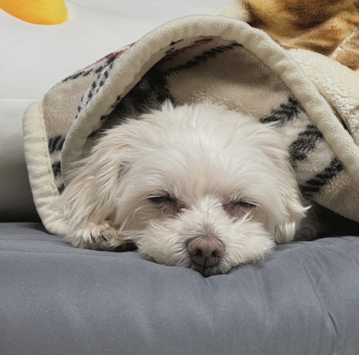 첨부파일
