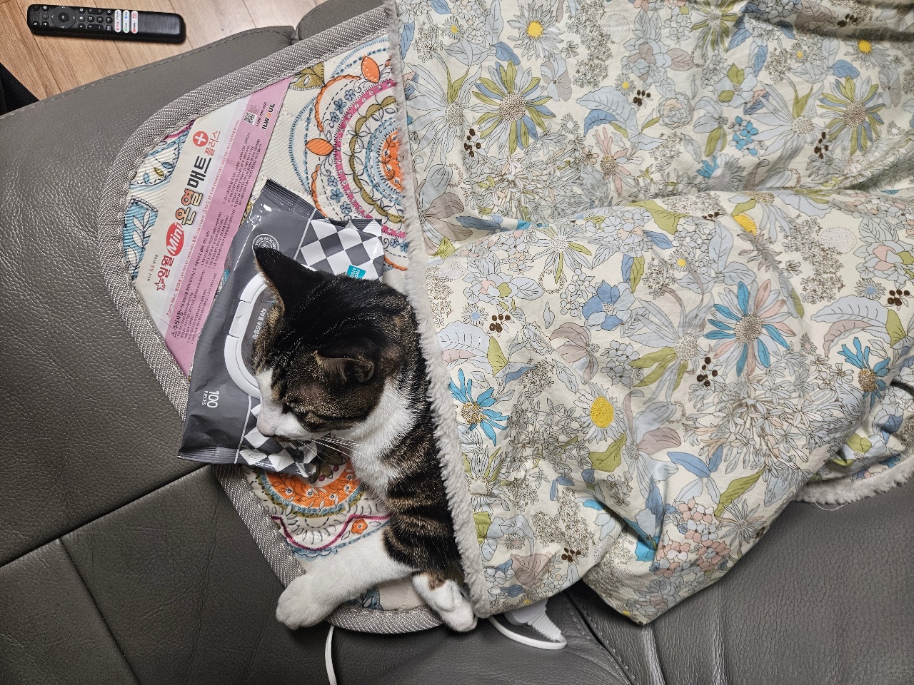 곤히 자는 고양이