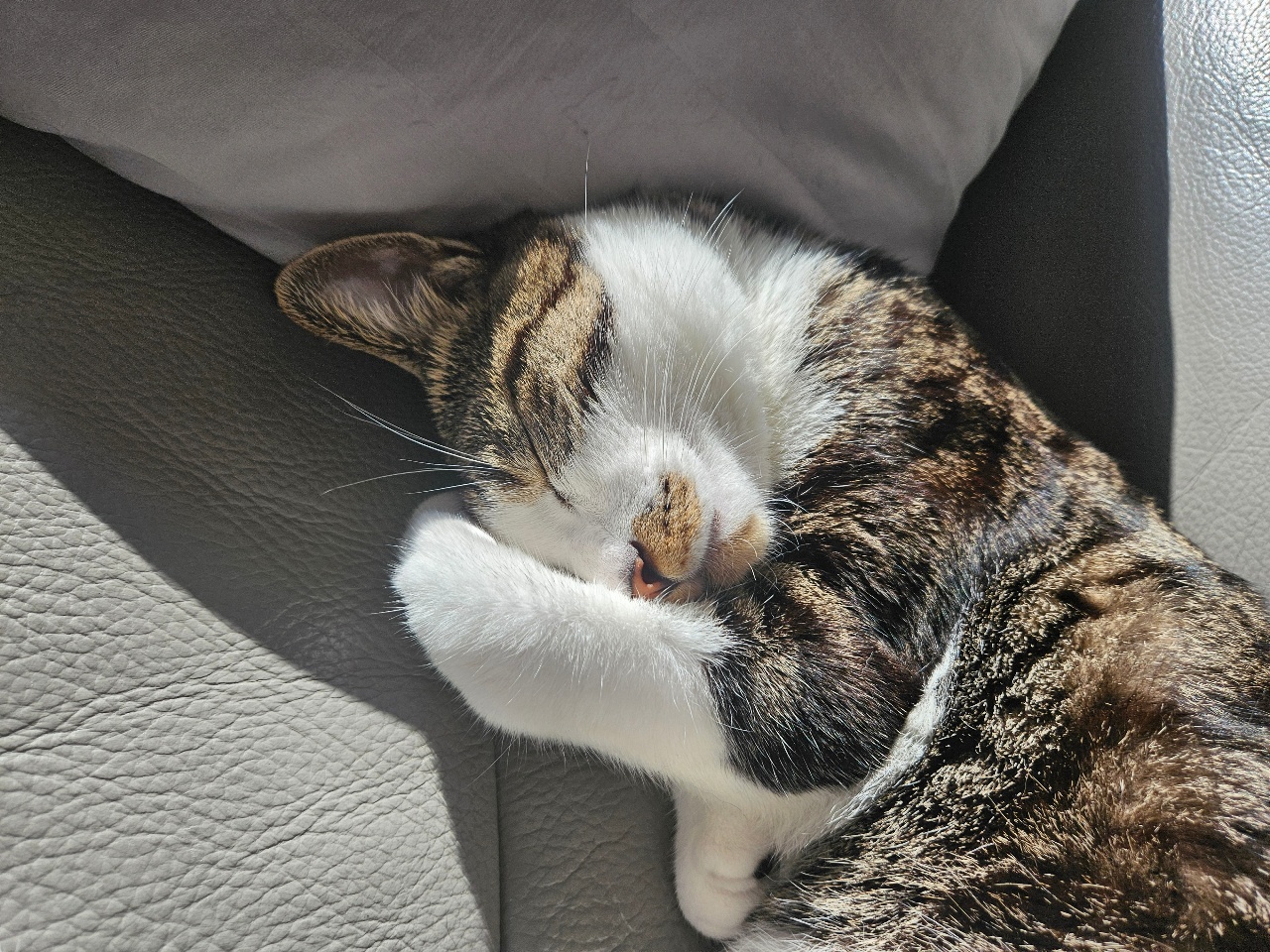 퇴근.. 나를 반겨 주는 고양이