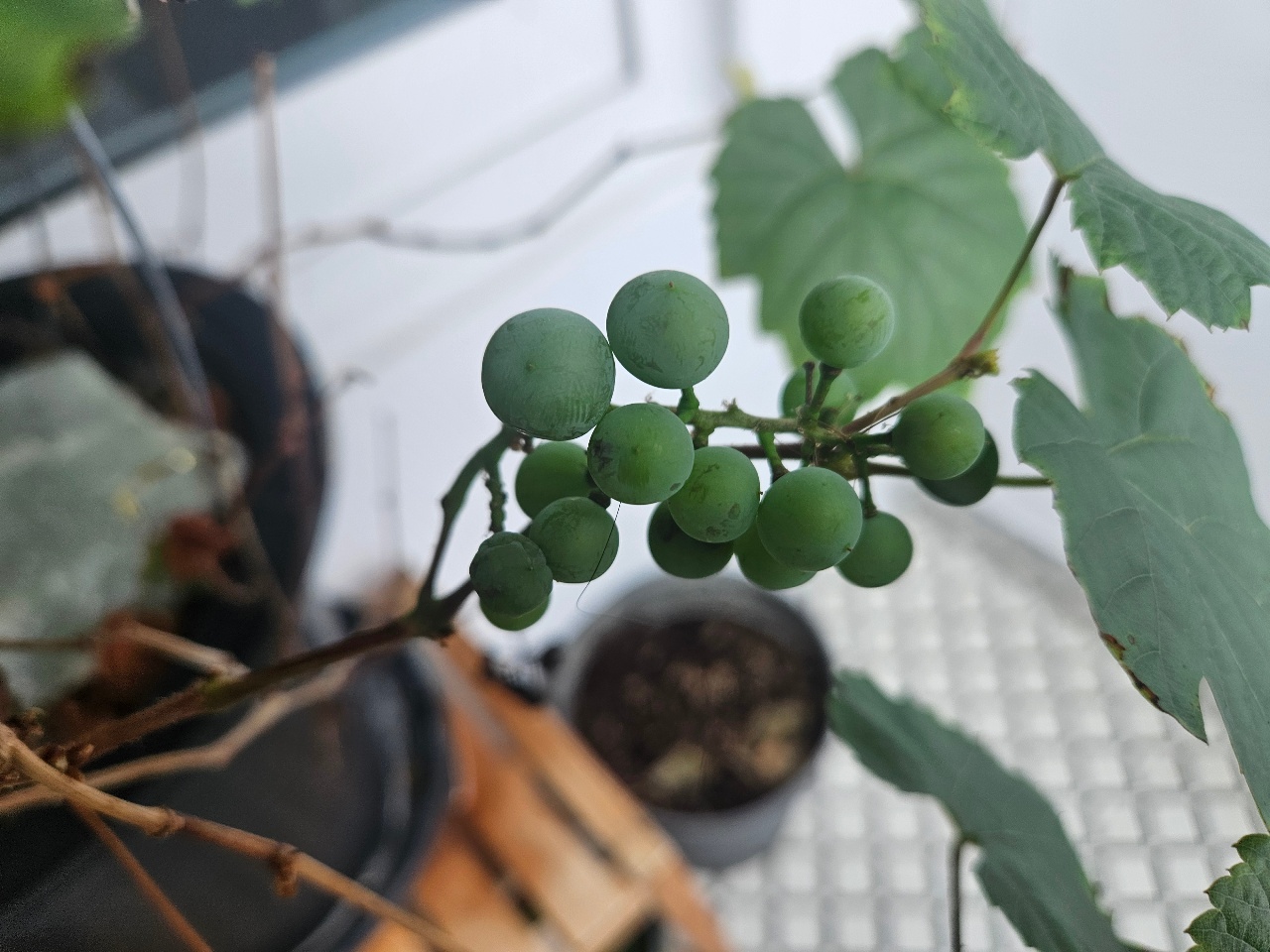 올해의 베란다 포도 근황