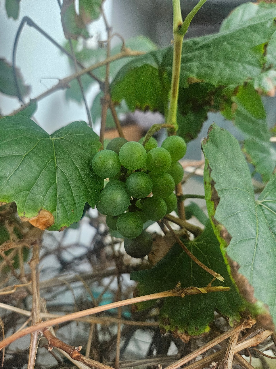 베란다 포도 근황