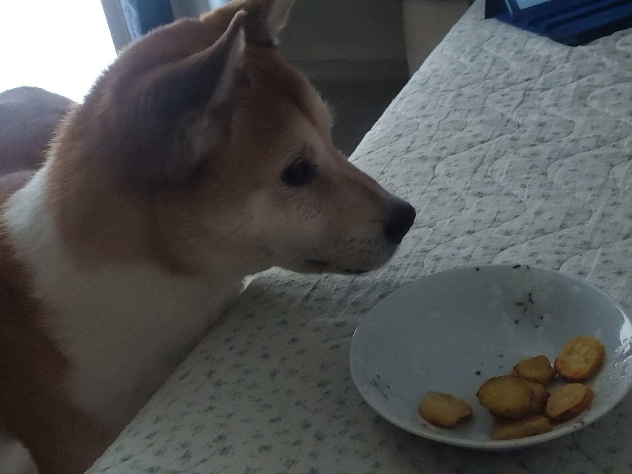 엄마네 놀러간 강아지