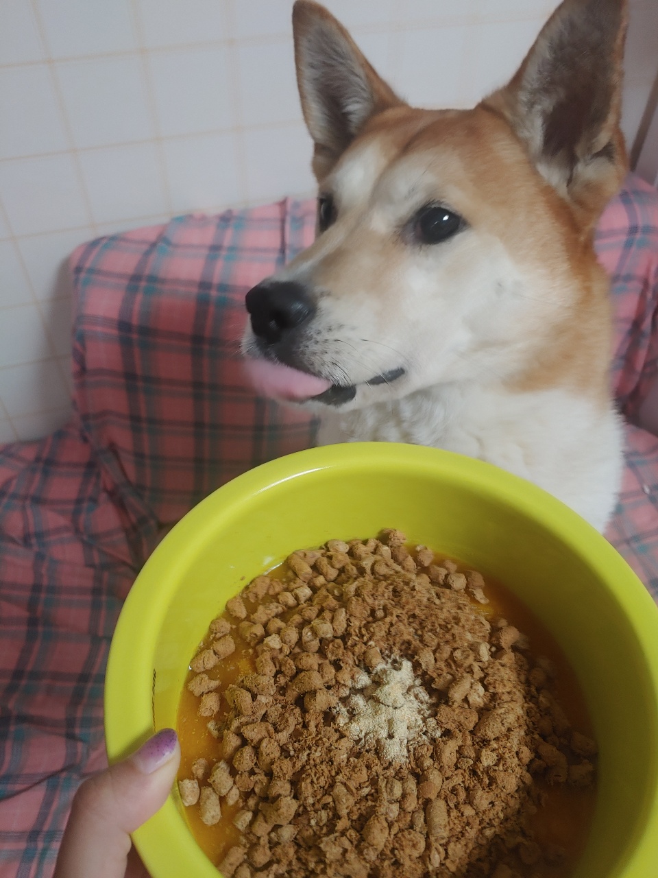 강아지 맘마먹는 소리