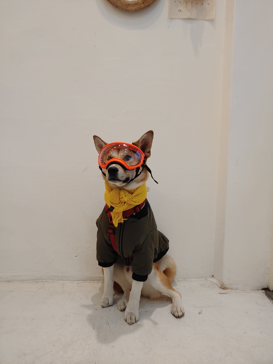 최애 사진 풉니다