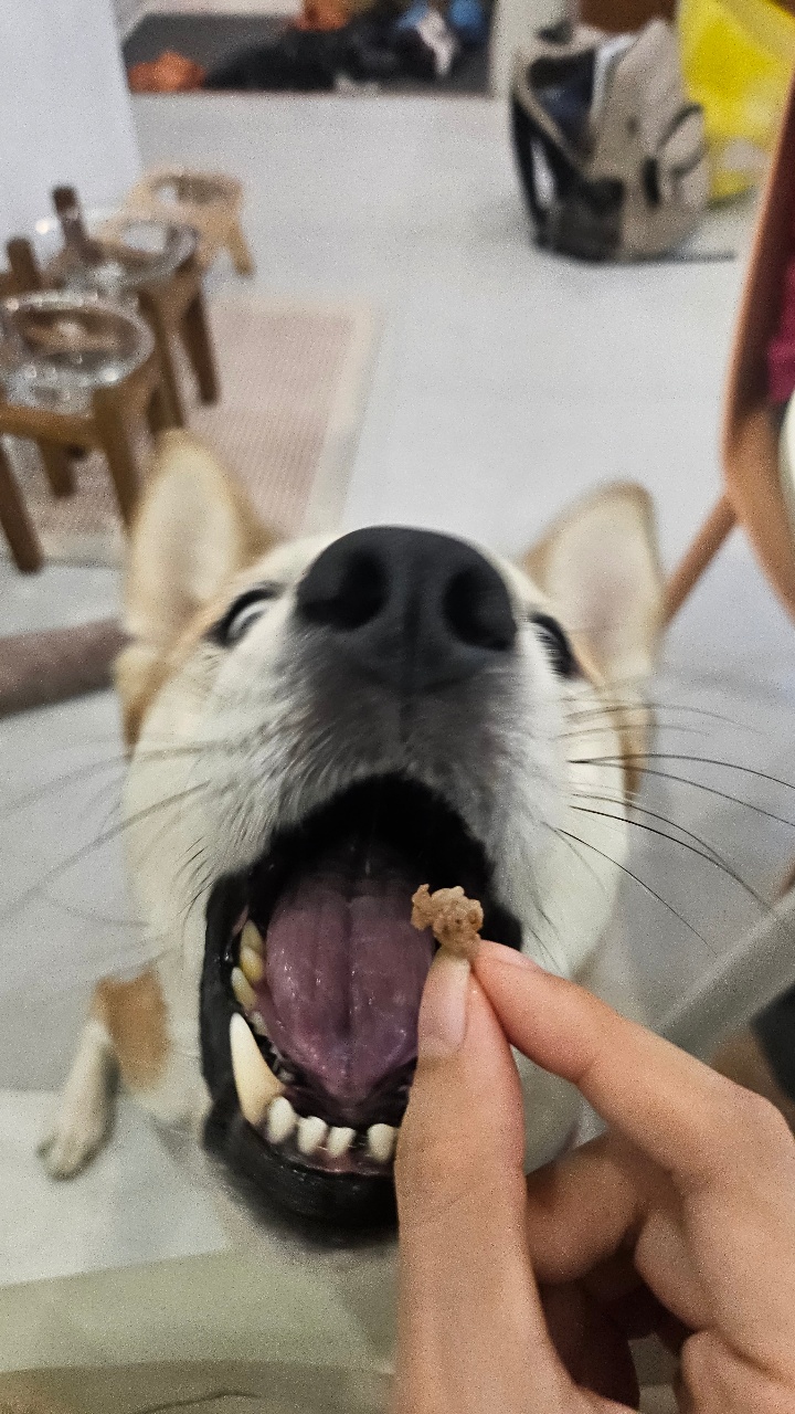 간식 앙냠