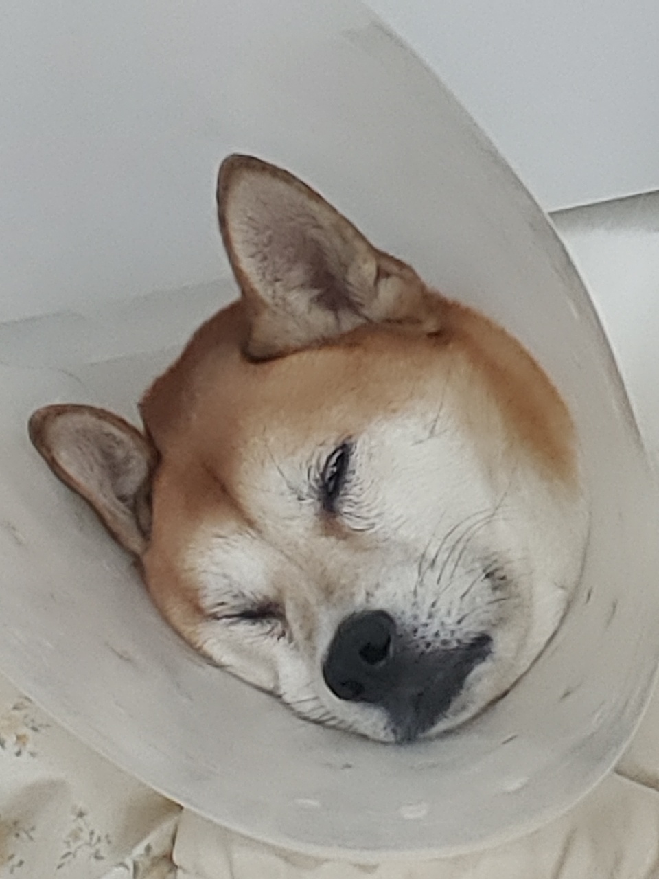 푸푸