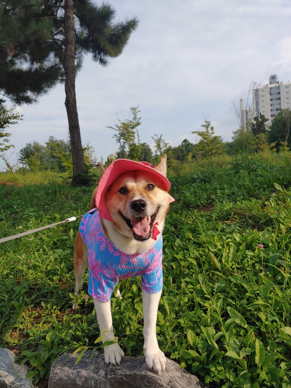 산책 가야 하는데