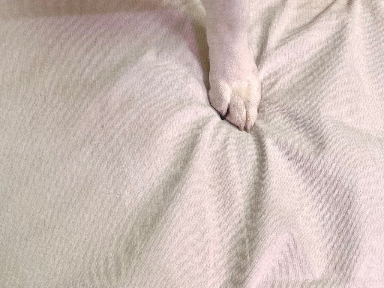 마늘