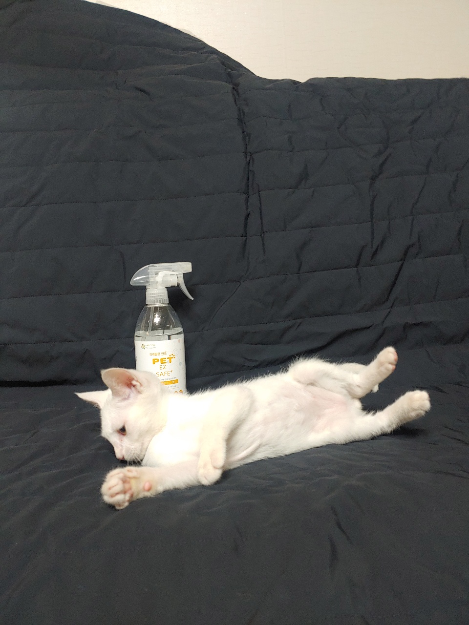 아기 시절