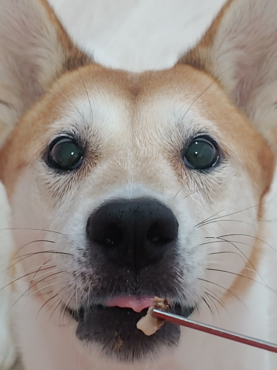 고기 먹어요