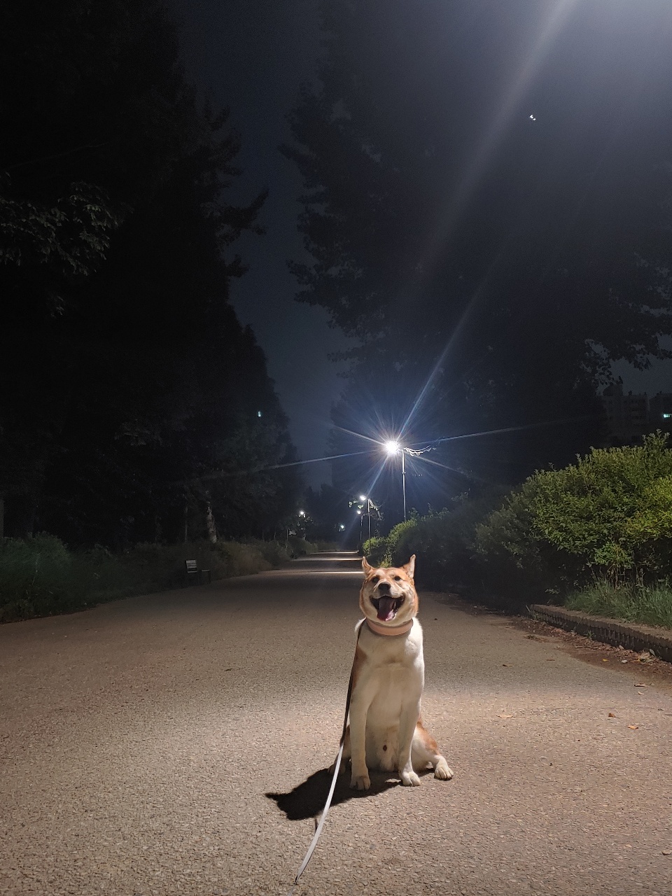 밤산책