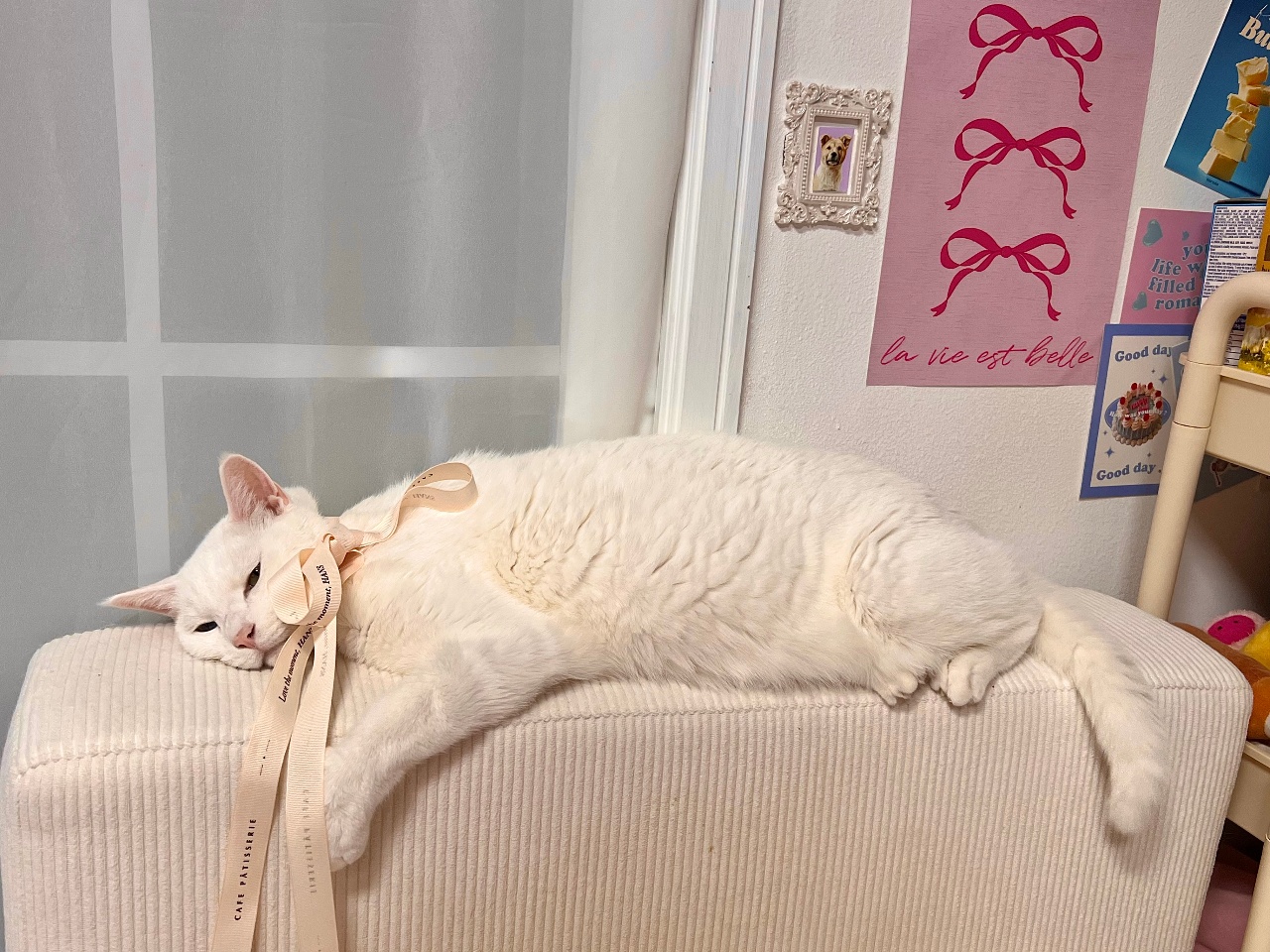 리본이 생기면