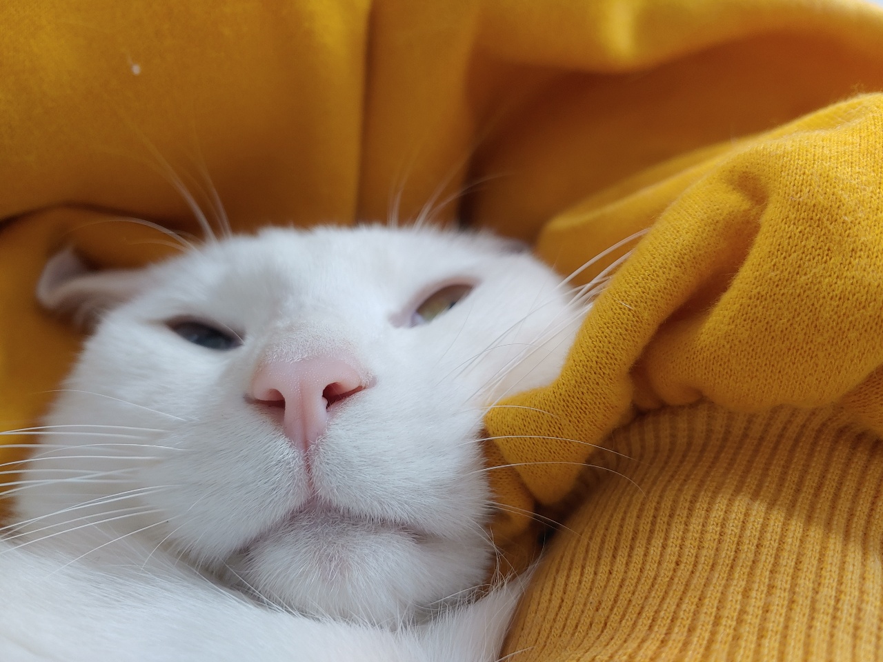꼬깃냥