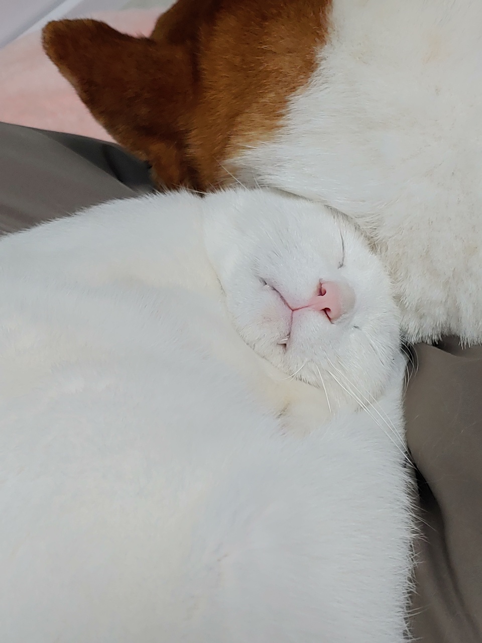 분홍코