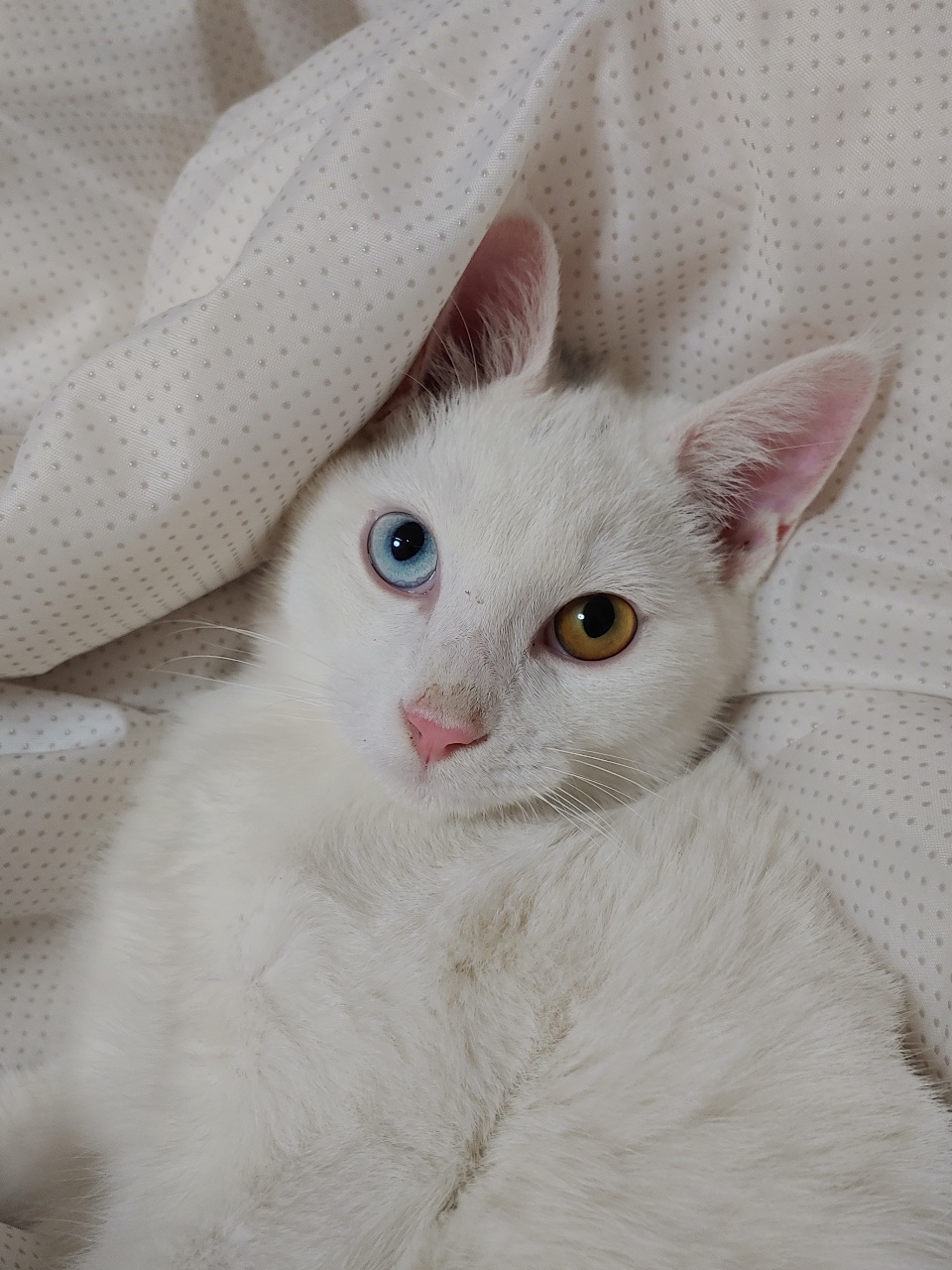 토끼