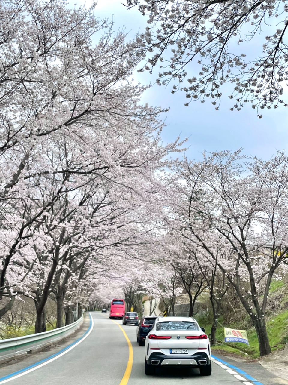 하동 벚꽃놀이
