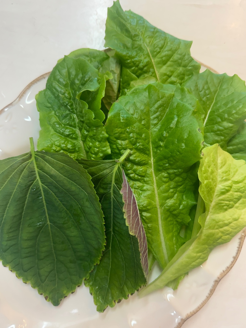 틔운에 다이소 깻잎, 청상추 심기