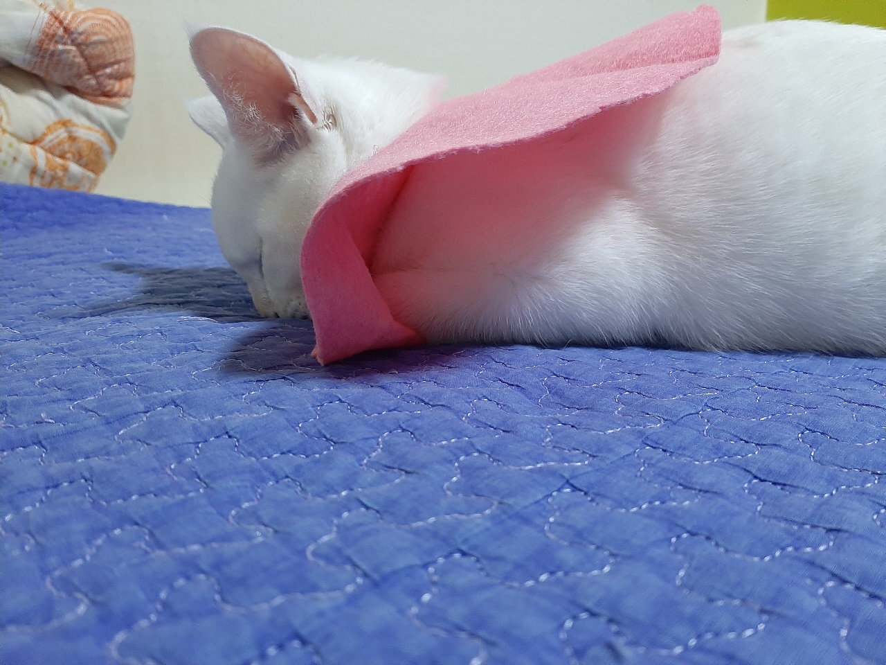 침대냥