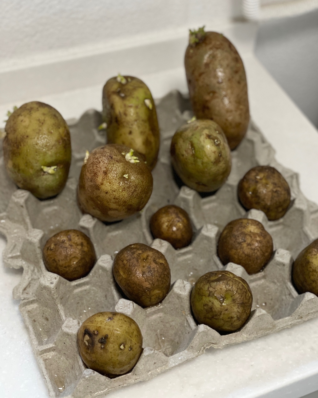 감자 싹 틔우기 🥔