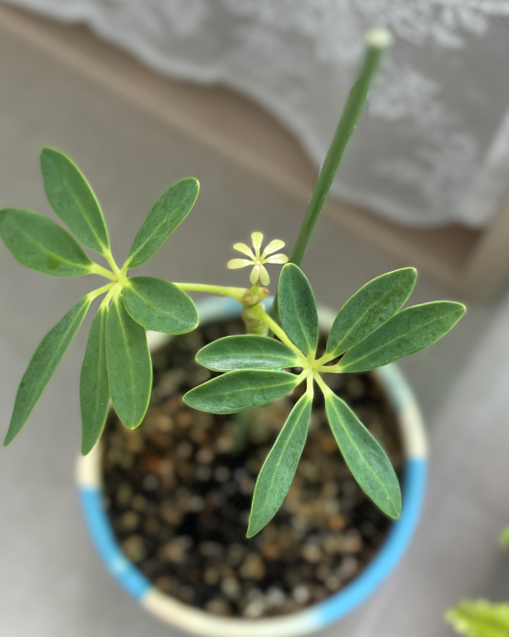 귀여운 아기 잎 🍃