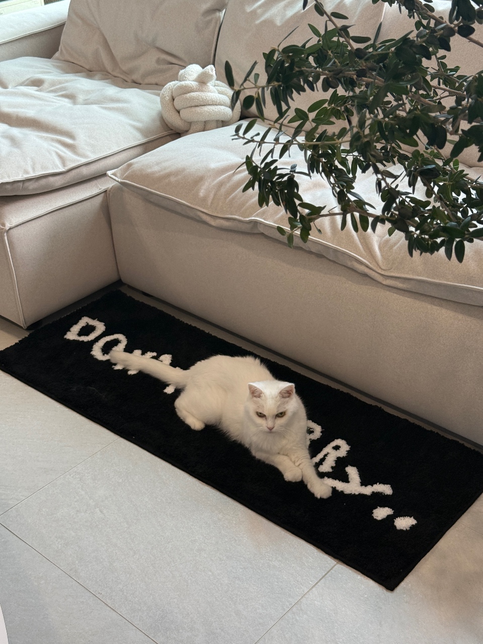 돈워리 고양이🐱