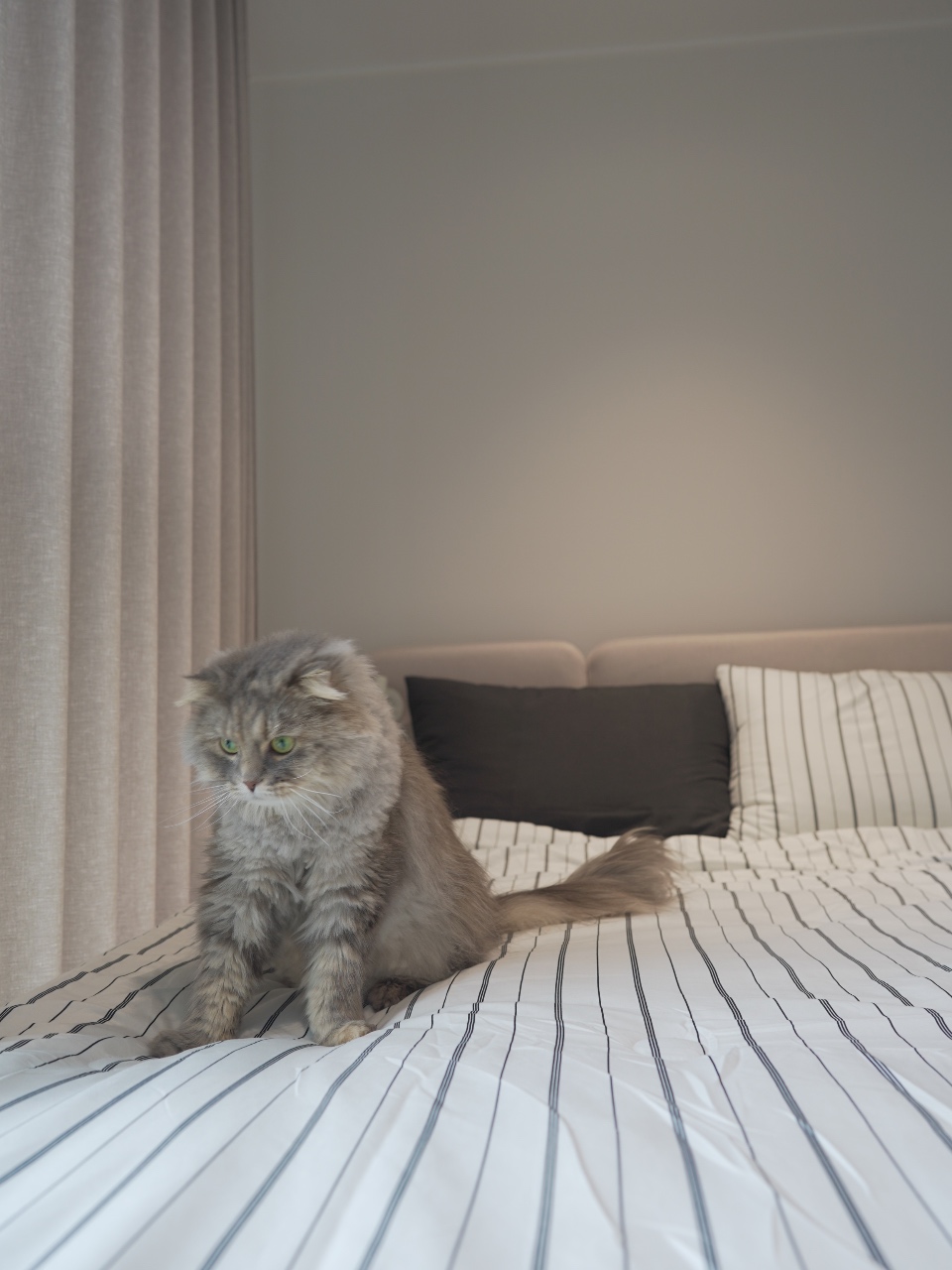 오늘은 묘델 좀 해줄래?🐈‍⬛
