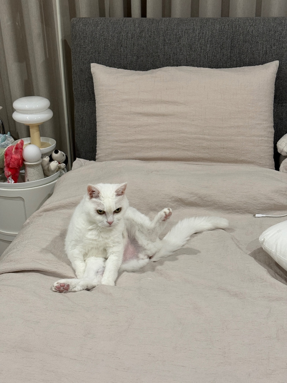 아니 저기 다리 좀 모아주실래요..? 🐱