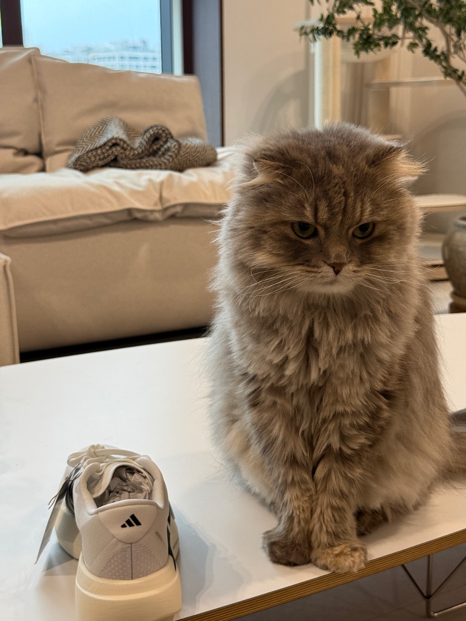 신발끈 물고 싶다냥🐱