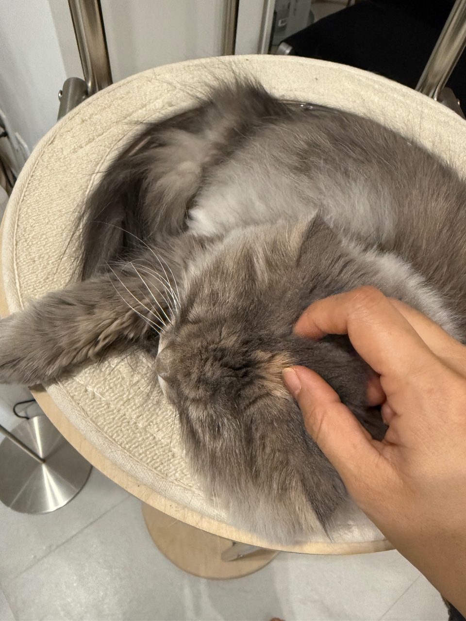 엄마 손이 제일 좋다냥☺️