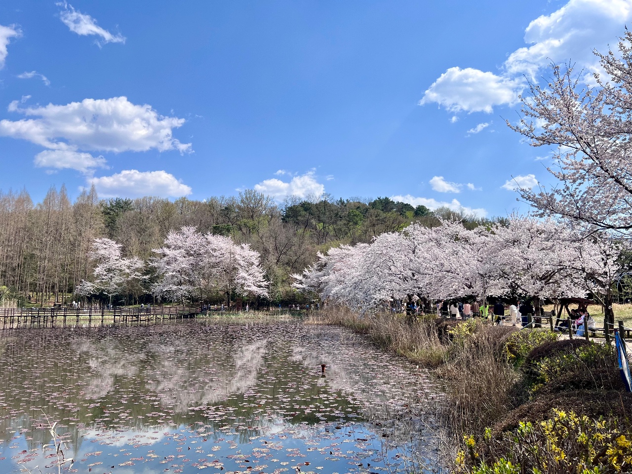🌸올해 벚꽃, 여기서 🌸