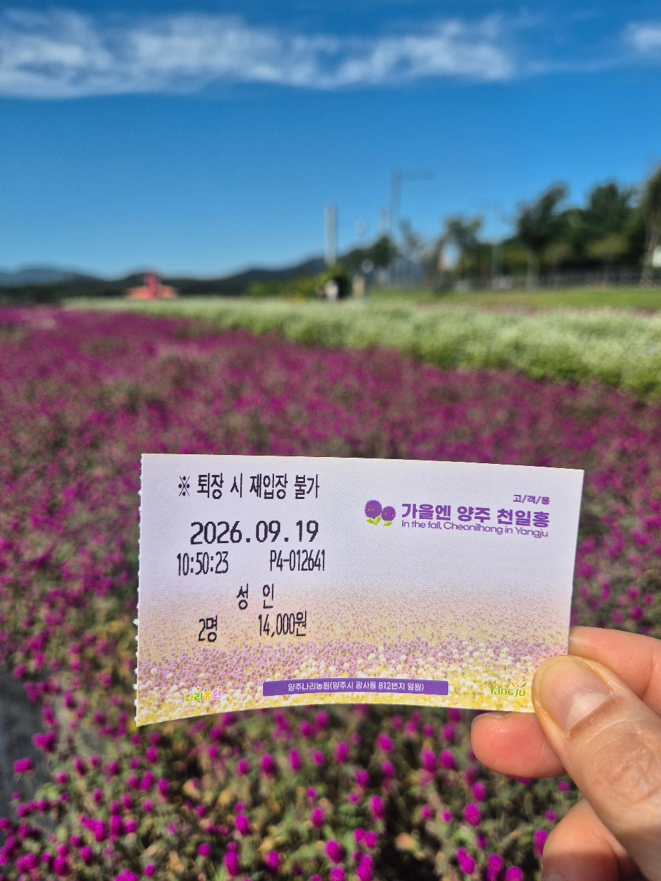 천일홍 축제