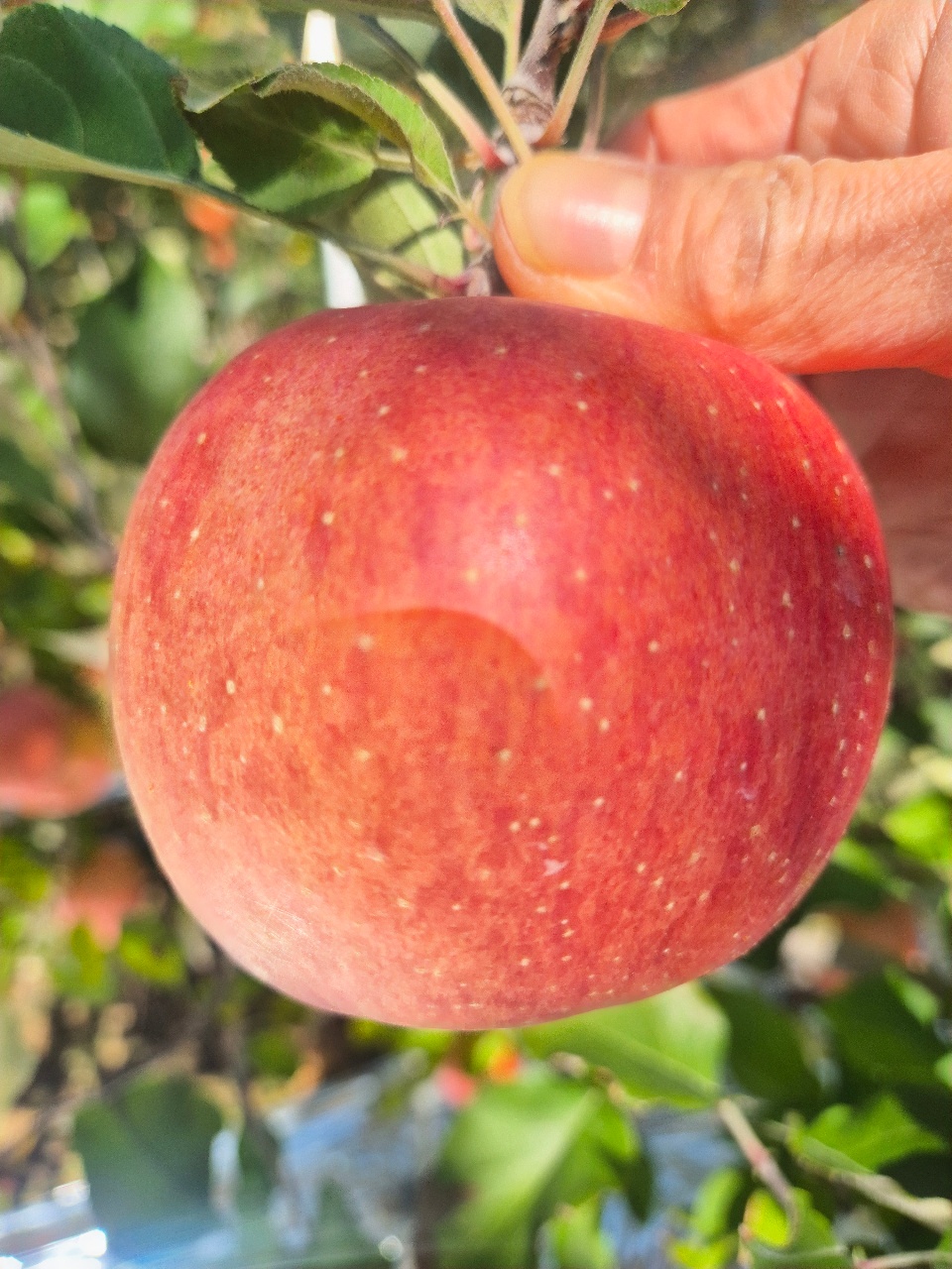 사과 🍎