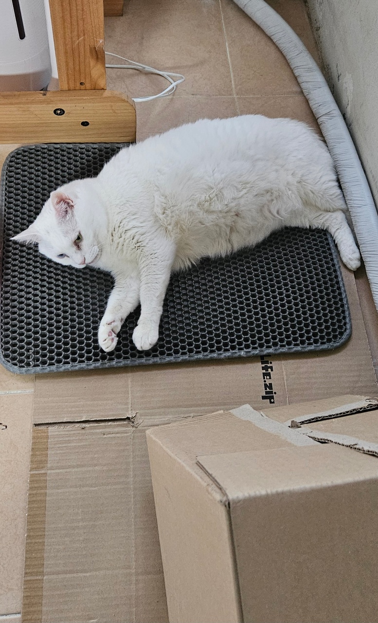 바다사자로 변신중?