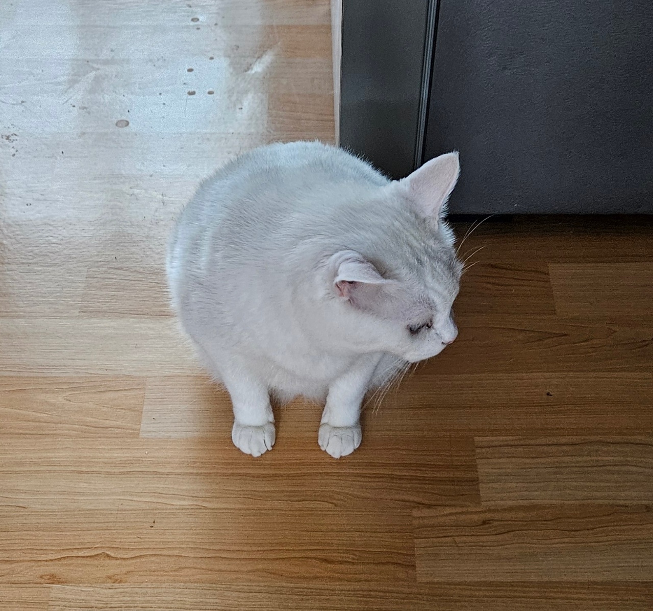 깡패냥 바다씨