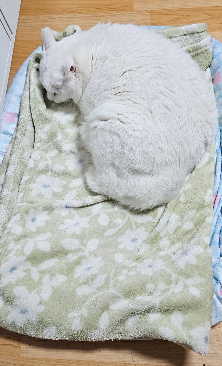 거실에서 코야코야