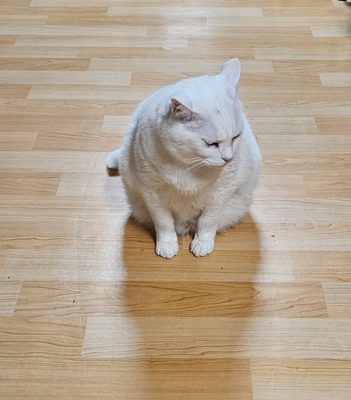 채권냥 삐치심