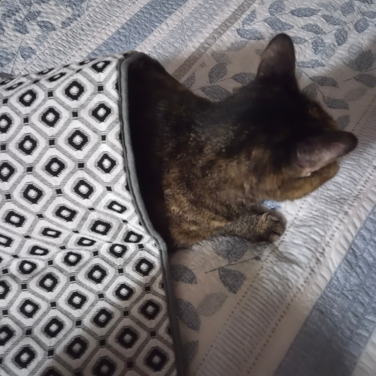 찜질하는 냥이