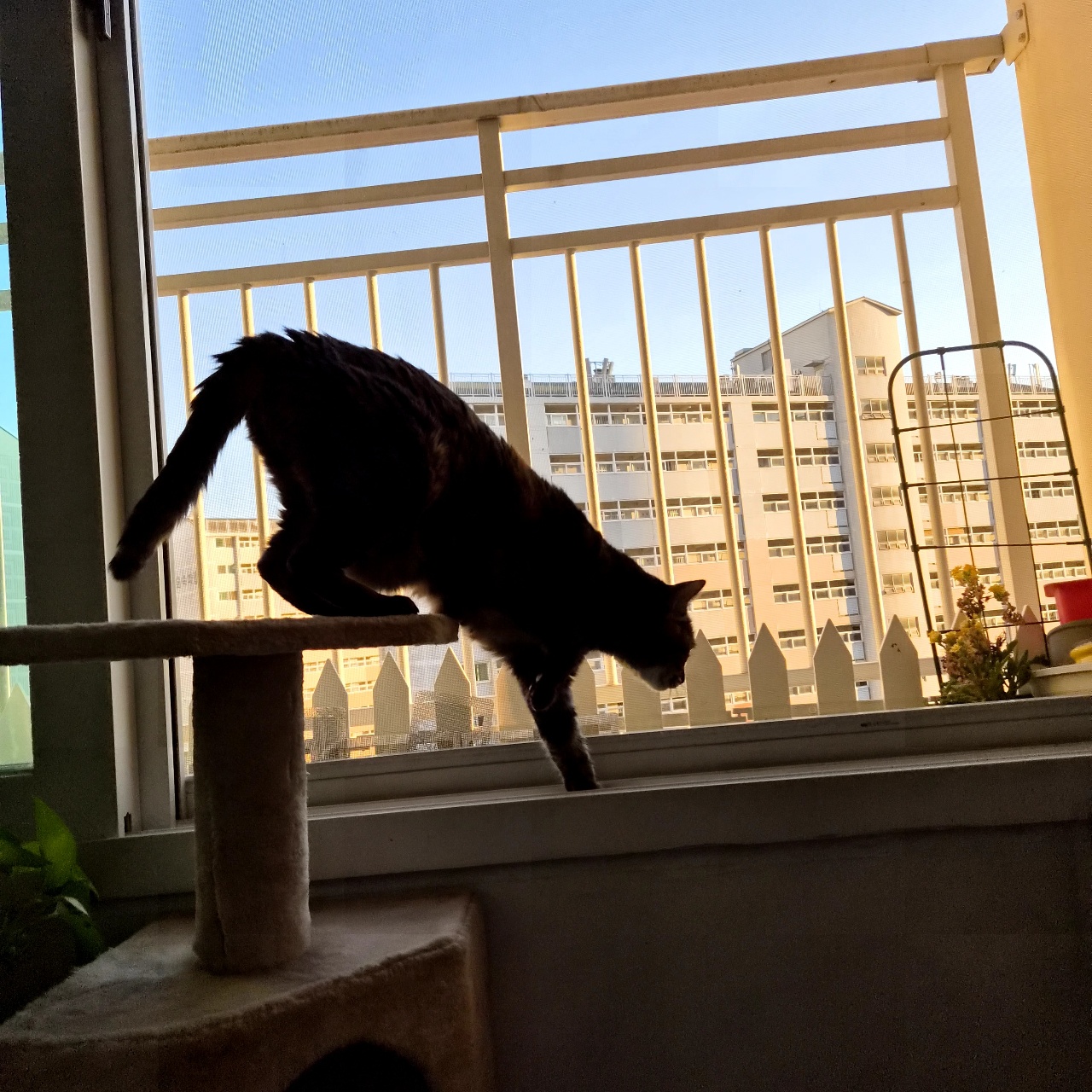 고양이 그림자