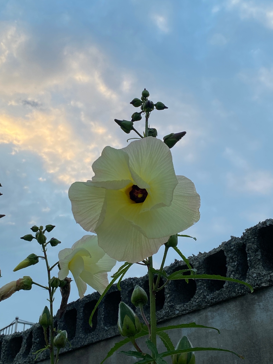 동네 산보